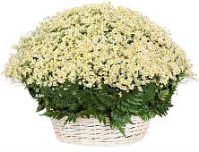 Цветочная композиция из Ромашки в корзине #REPLACE_PRED# Осельки